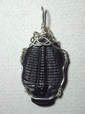 Trilobite Fossil Pendant wire wrapped .925 Sterling Silver - Jemel
