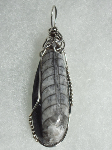 Orthoceras Fossil Pendant Wire Wrapped .925 Sterling Silver - Jemel