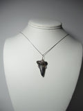 Shark Tooth Fossil Pendant Wire Wrapped .925 Sterling Silver display - Jemel