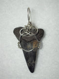 Shark Tooth Fossil Pendant Wire Wrapped .925 Sterling Silver - Jemel