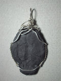 Trilobite Fossil Pendant Wire Wrapped .925 Sterling Silver