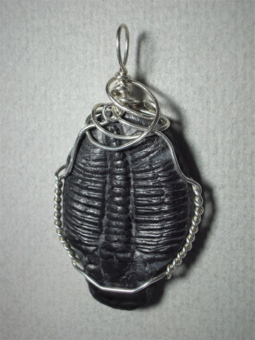 Trilobite Fossil Pendant wire wrapped .925 Sterling Silver - Jemel