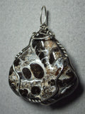 Turritella Agate Fossil Pendant Wire Wrapped .925 Sterling Silver - Jemel