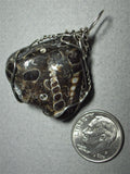 Turritella Agate Fossil Pendant Wire Wrapped .925 Sterling Silver - Jemel
